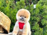 Mükemmel Kalitede Pomeranian Boo
