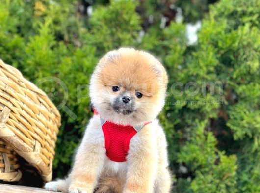 Mükemmel Kalitede Pomeranian Boo görsel