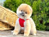 Mükemmel Kalitede Pomeranian Boo