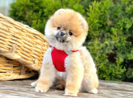 Mükemmel Kalitede Pomeranian Boo görsel