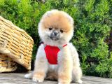 Mükemmel Kalitede Pomeranian Boo