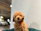 Erkek Dişi Toy Poodle Mini Boy Show Kalite