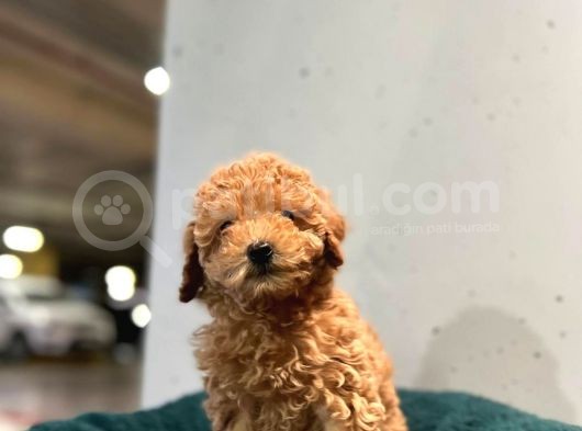 Erkek Dişi Toy Poodle Mini Boy Show Kalite