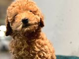 Erkek Dişi Toy Poodle Mini Boy Show Kalite