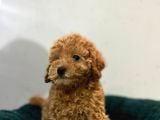 Erkek Dişi Toy Poodle Mini Boy Show Kalite