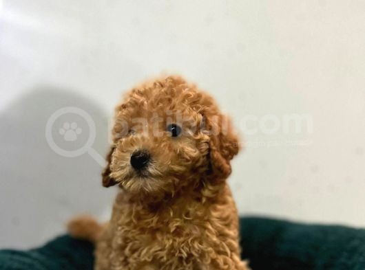 Erkek Dişi Toy Poodle Mini Boy Show Kalite görsel