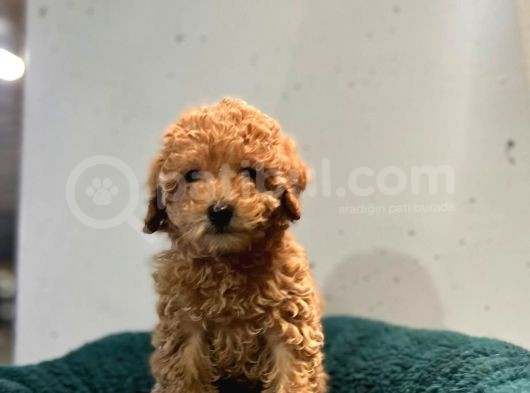 Erkek Dişi Toy Poodle Mini Boy Show Kalite görsel