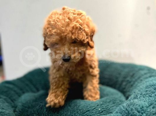 Erkek Dişi Toy Poodle Mini Boy Show Kalite görsel