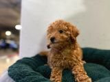 Erkek Dişi Toy Poodle Mini Boy Show Kalite