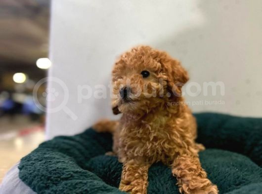 Erkek Dişi Toy Poodle Mini Boy Show Kalite görsel