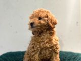 Erkek Dişi Toy Poodle Mini Boy Show Kalite