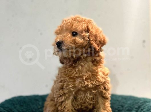 Erkek Dişi Toy Poodle Mini Boy Show Kalite görsel