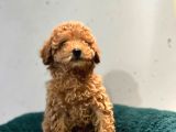 Erkek Dişi Toy Poodle Mini Boy Show Kalite