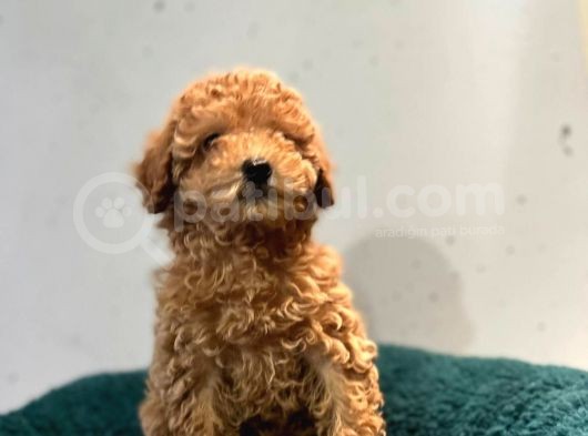 Erkek Dişi Toy Poodle Mini Boy Show Kalite görsel
