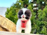 Ayi Suratli Pomerani̇an Boo Yavrularimiz