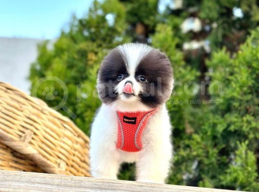 Ayi Suratli Pomerani̇an Boo Yavrularimiz