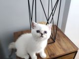 Scottish Fold Yavrularımız