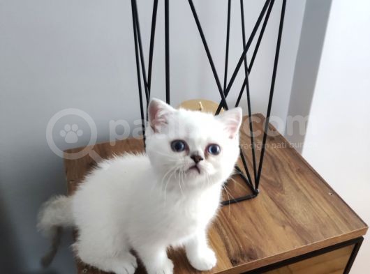 Scottish Fold Yavrularımız görsel