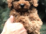 Tedyface Red Toy Poodle