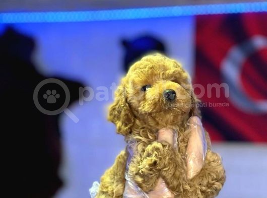 Orji̇nal Toy Poddle görsel