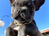 Blue Sevdiğimiz Doğrudur French Bulldog