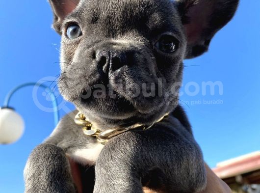 Blue Sevdiğimiz Doğrudur French Bulldog