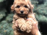 Brown Renk Orjinal Toy Poodle