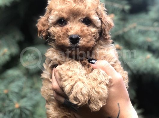 Brown Renk Orjinal Toy Poodle görsel