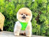 Ayicik Surat Teacup Pomeranian Bebekler