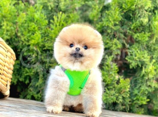 Ayicik Surat Teacup Pomeranian Bebekler görsel