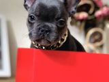 Süper Anatomi Blue French Bulldog