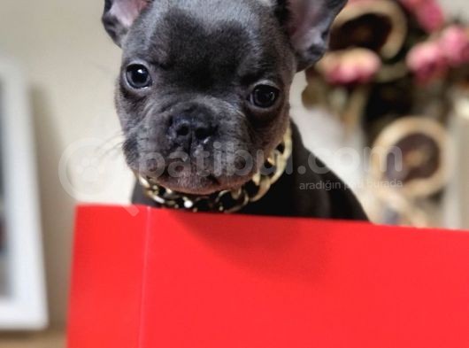 Süper Anatomi Blue French Bulldog görsel