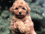 Brown Renk Orjinal Toy Poodle