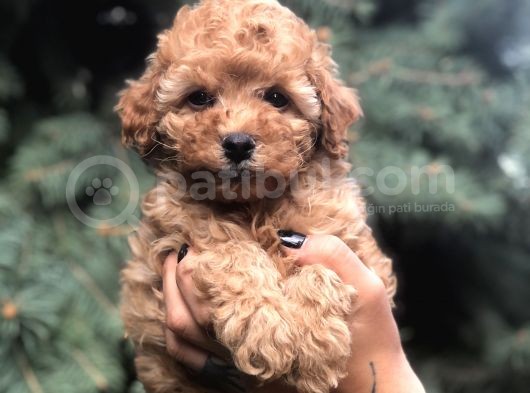 Brown Renk Orjinal Toy Poodle görsel