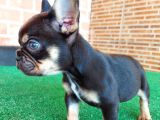 Safkan French Bulldog Black Tan Erkek Yavrumuz