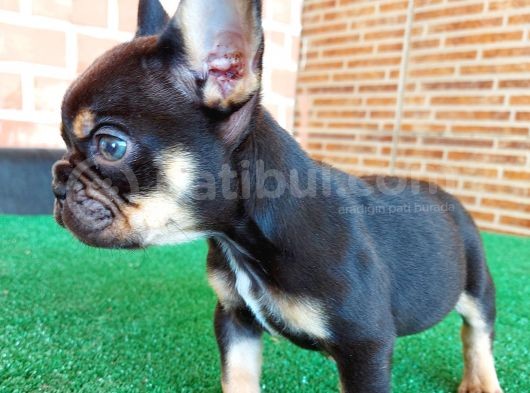 Safkan French Bulldog Black Tan Erkek Yavrumuz görsel