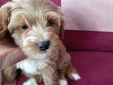 2 aylık Maltipoo cinsi dişi yavru köpek