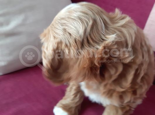 2 Aylık Maltipoo Cinsi Dişi Yavru Köpek görsel
