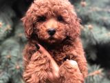 Orjinal Red Brown Toy Poodle