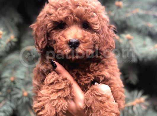 Orjinal Red Brown Toy Poodle
