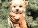 Teacup Morkie Yavrularımız