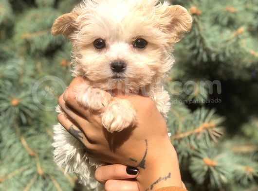 Teacup Morkie Yavrularımız görsel