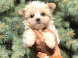Babyface Teacup Morkie