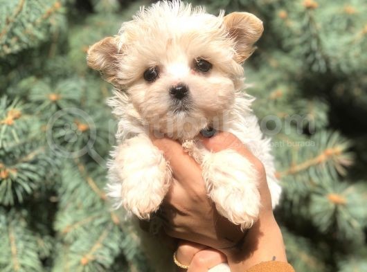 Babyface Teacup Morkie görsel