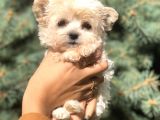 Dizayn Irk Teacup Morkie