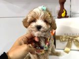 F2 Multigen Maltipoo Bebekler Mini