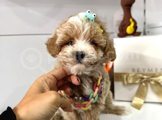 F2 Multigen Maltipoo Bebekler Mini görsel