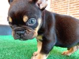 Safkan French Bulldog Black Tan Erkek Yavrumuz