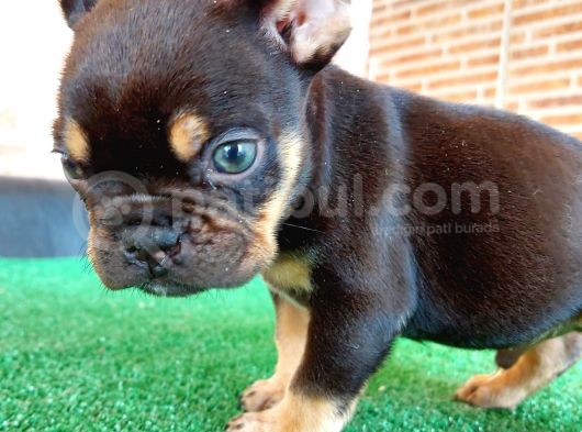 Safkan French Bulldog Black Tan Erkek Yavrumuz görsel