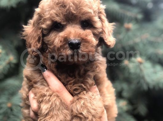 Tedyface Red Toy Poodle görsel